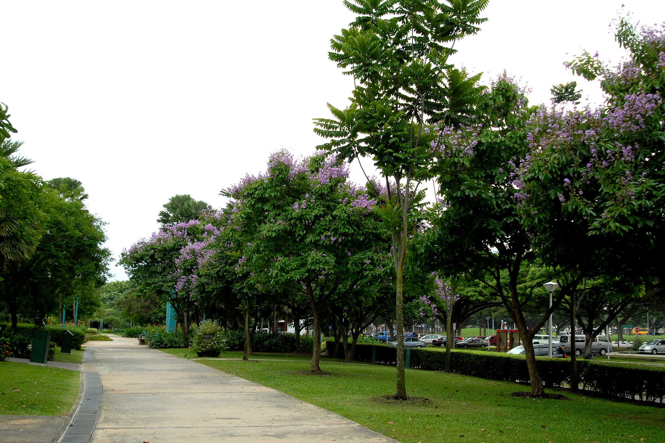 Wide concrete park path lined with green trees and purple blossoms, grass lawns, and cars visible beyond hedge
